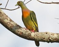 ムネアカアオバト<br />
Orange-breasted Green Pigeon