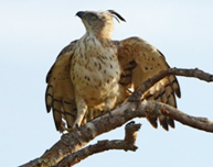 カワリクマタカ<br />
Changeable Hawk Eagle