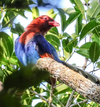 固有種 セイロンサンジャクBlue Magpie