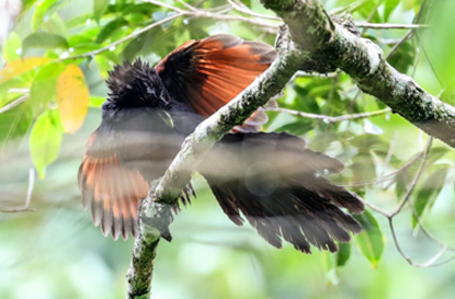 固有種羽を乾かすセイロンバンケンGreen-billed Coucal　
