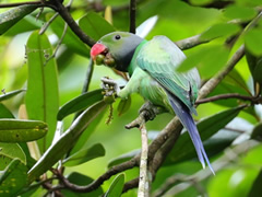 固有種セイロンミドリワカケインコ　