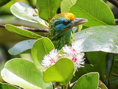 固有種 キビタイゴシキドリ　Yellow-fronted Barbet