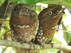 ガマグチヨタカ Ceylon Frogmouth