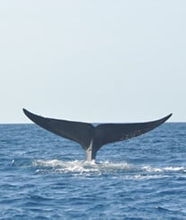 マッコウクジラ　Sperm Whale