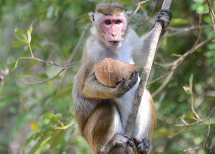 トクマカク（トクザル） / Toque macaque（Toque Monkey）