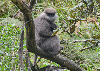 カオムラサキラングール / Purple-faced Leaf Monkey