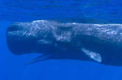 口を開けているマッコウクジラ　歯のある最大の生き物です