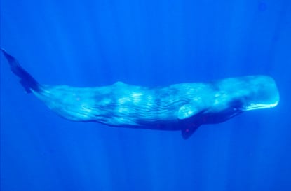 水中のマッコウクジラ