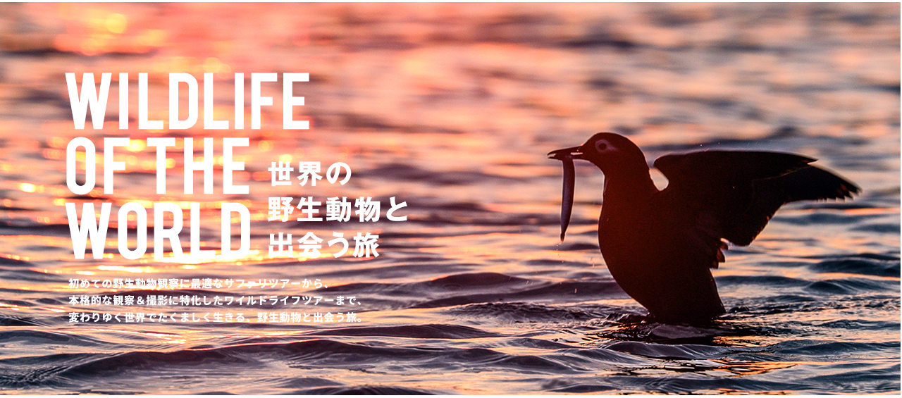 世界の野生動物ツアー特集 Wildlife Of The World 西遊旅行 世界の野生動物ツアー特集 Wildlife Of The World 西遊旅行