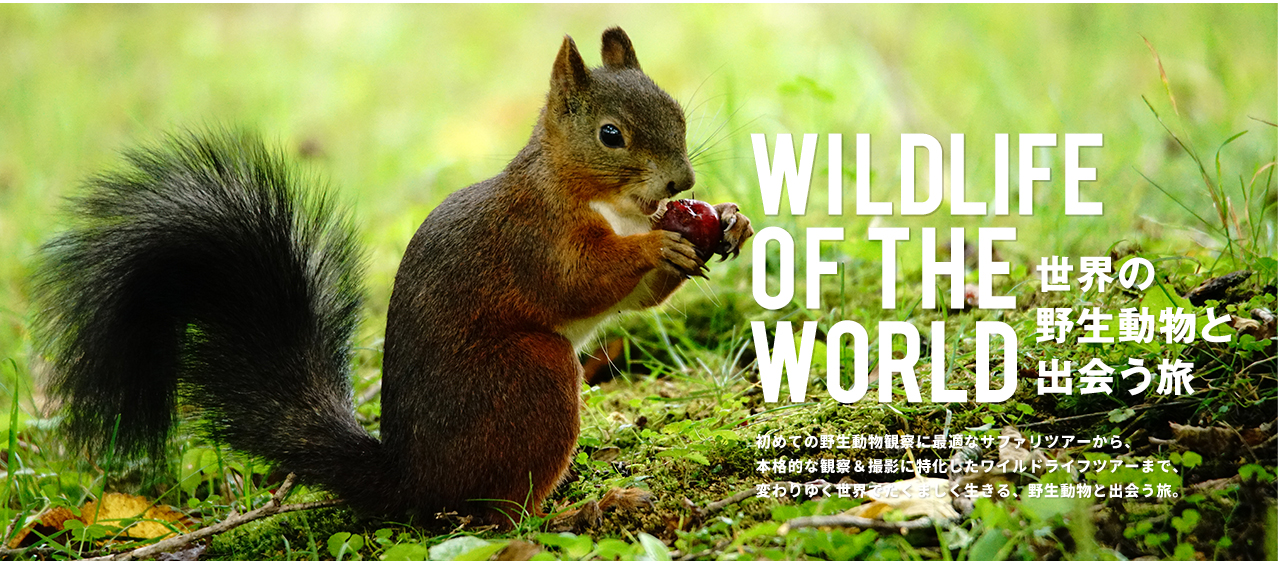 世界の野生動物ツアー特集 Wildlife Of The World 西遊旅行 世界の野生動物ツアー特集 Wildlife Of The World 西遊旅行