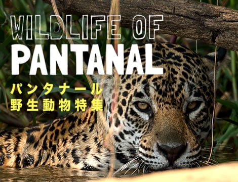 パンタナール野生動物特集