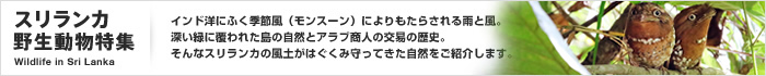 スリランカ野生動物ツアー特集「Wildlife in Sri Lanka」
