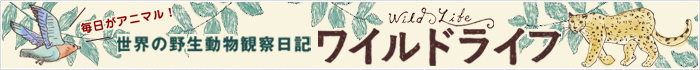 「ワイルドライフ Wild Life ～世界の野生動物日記～ 」