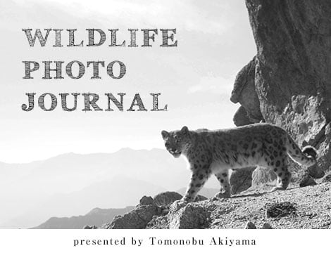 Wildlife Photo Journal
