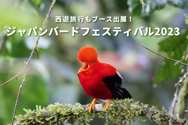 ジャパンバードフェスティバル2022