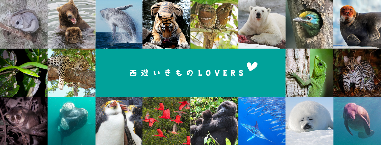 西遊いきものLOVERS