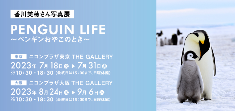 香川美穂さん写真展「PENGUIN LIFE～ペンギンおやこのとき～」