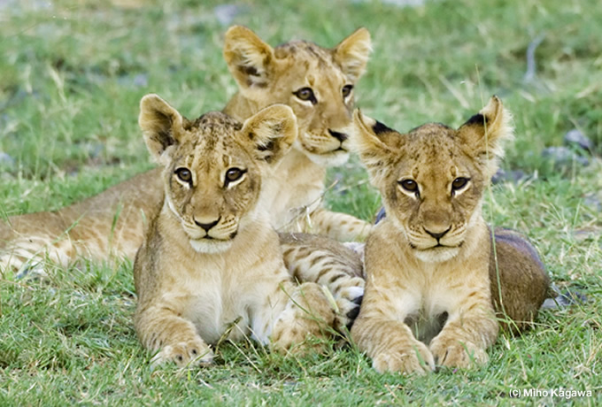 緑の季節に行く カラハリ砂漠の宝石 オカバンゴ デルタ 西遊旅行の添乗員同行ツアー 145号