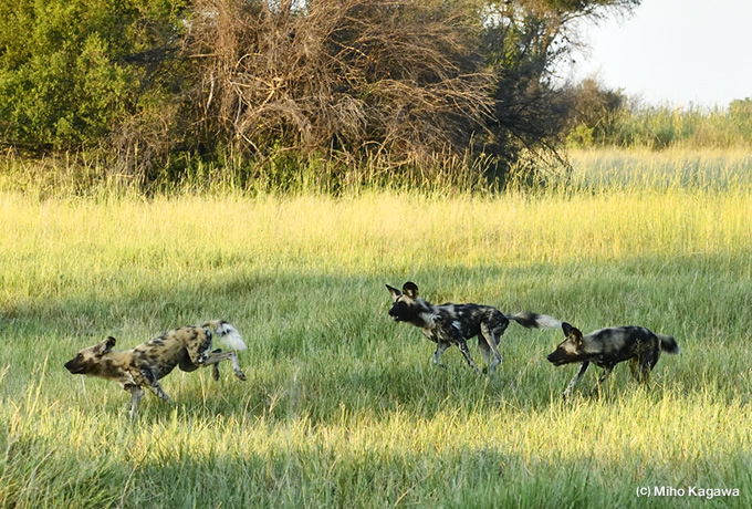 緑の季節に行く カラハリ砂漠の宝石 オカバンゴ デルタ 西遊旅行の添乗員同行ツアー 145号