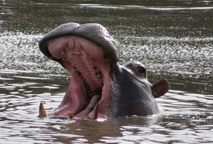 緑の季節に行く カラハリ砂漠の宝石 オカバンゴ デルタ 西遊旅行の添乗員同行ツアー 145号