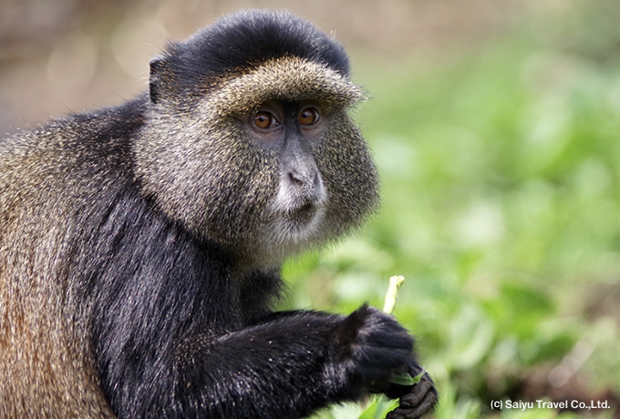 ウガンダ ルワンダ マウンテンゴリラ ゴールデンモンキートレッキング 西遊旅行の添乗員同行ツアー 145号