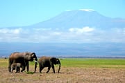野生の王国ケニアでビッグ５と出会う