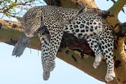 動物写真家・渡辺浩徳さん同行　ケニア・マサイマラ中心部で野生動物と出会う