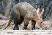 秋山知伸さん同行 ワイルドライフ・ナミビアで希少動物と出会う