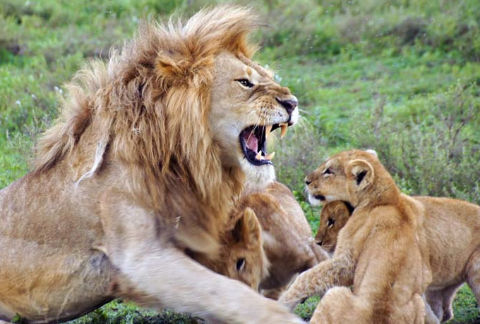 上サバンナ 動物 写真 最高の動物画像