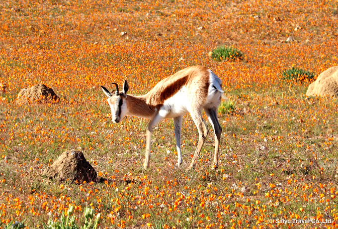 ナマクワランドとケープタウンの休日 西遊旅行の添乗員同行ツアー 147号