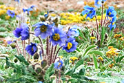 花のアムネマチン山麓 幻のブルーポピーを求めて