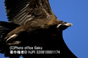 野鳥写真家 戸塚学さん＆鳥類ガイド 五百澤日丸さん同行 韓国最大のクロハゲワシ越冬地と越冬する鳥たち 撮影&観察ツアー