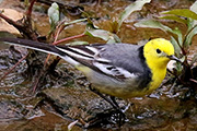 野鳥写真家 戸塚学さん＆鳥類ガイド 五百澤日丸さん同行 渡りの本流！韓国・春の離島撮影ツアー【8名様限定】