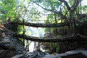 メガラヤ神秘の生きた木の橋とカジランガ国立公園サファリ