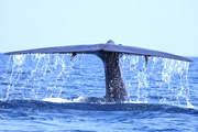 クジラたちの海トリンコマリー