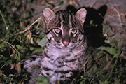 動物スペシャリスト・秋山知伸さん同行 スリランカの森でスナドリネコを狙う