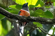 アダムスブリッジへと続くマンナール半島へ　渡り鳥も固有種も楽しむ！スリランカバードスペシャル11日間