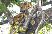 3つの国立公園で楽しむスリランカサファリ
