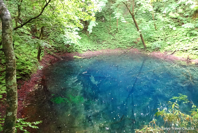 白神山地のブナの森と花の田苗代湿原ゆったりハイキング 西遊旅行の添乗員同行ツアー 147号