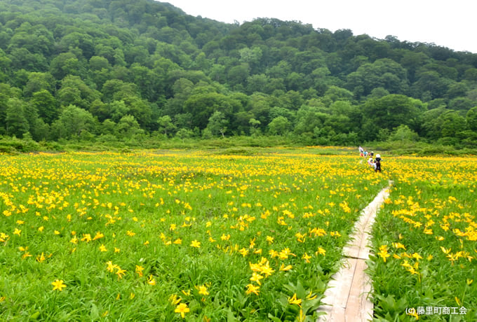 白神山地のブナの森と花の田苗代湿原ゆったりハイキング 西遊旅行の添乗員同行ツアー 147号