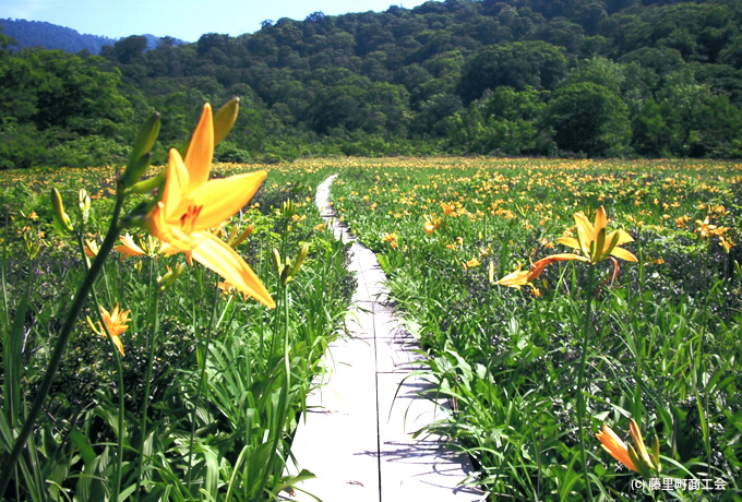 白神山地のブナの森と花の田苗代湿原ゆったりハイキング 西遊旅行の添乗員同行ツアー 147号