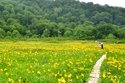 白神山地のブナの森と花の田苗代湿原ゆったりハイキング