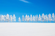 冬の奇跡　美瑛の雪原とオホーツクの流氷世界