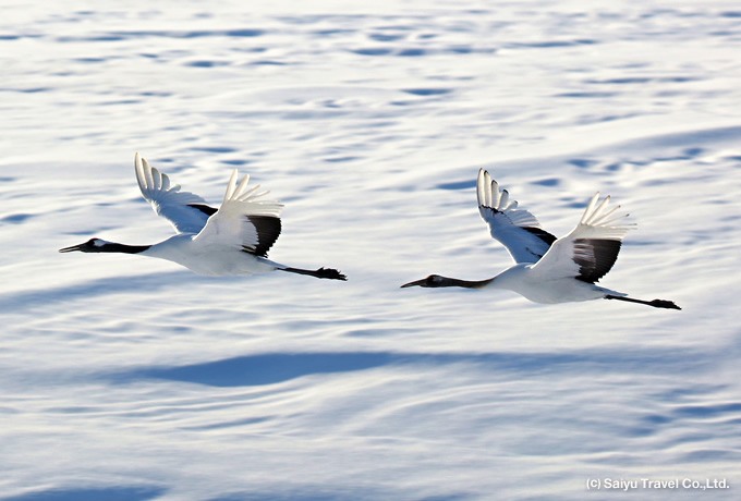 冬の道東の風物詩 タンチョウの里 鶴居村と知床半島 西遊旅行の添乗員同行ツアー 147号