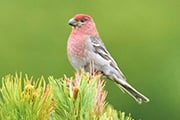 根室海峡のシャチ・ミズナギドリと大雪山のギンザンマシコ