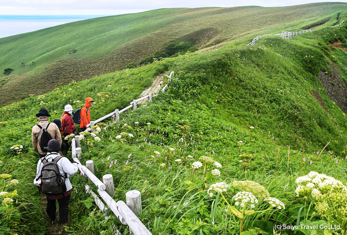 日本最北の秀峰 利尻山登頂と花の浮島 礼文岳ハイキング 西遊旅行の添乗員同行ツアー 147号 日本最北の秀峰 利尻山登頂と花の浮島 礼文岳ハイキング 西遊旅行の添乗員同行ツアー 147号