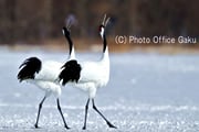 野鳥写真家・戸塚学さん同行 バードフォト企画 冬のタンチョウ撮影三昧【6名様限定】