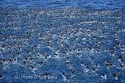 野鳥写真家・戸塚学さん同行 初夏の道東ワイルドライフフォトスペシャル【6名様限定】