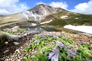 上鶴篤史さん同行シリーズ　雨竜沼湿原と神々の遊ぶ庭・大雪山ネイチャートレッキング