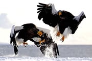 野鳥写真家・戸塚学さん同行 冬の道東を撮る【6名様限定】